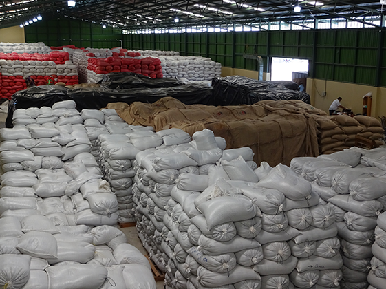 Lotes de café verde de la cosecha vigente