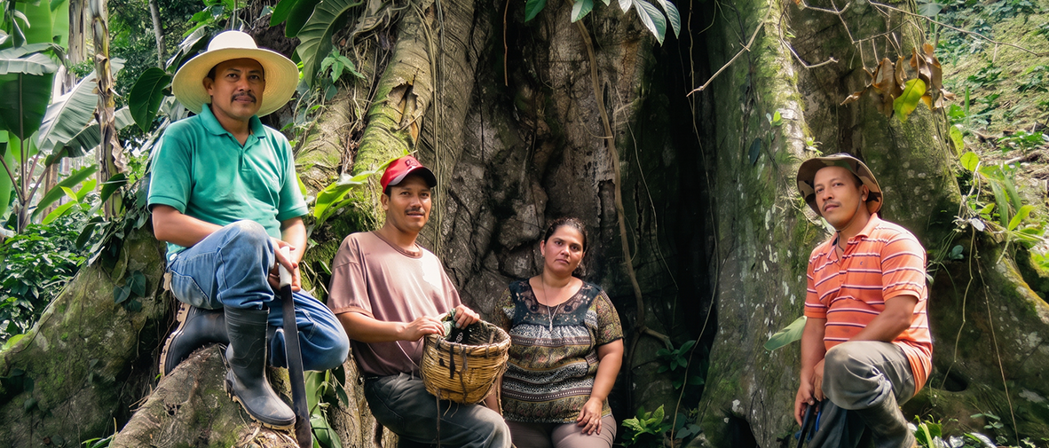 Árbol gigante en una finca de café