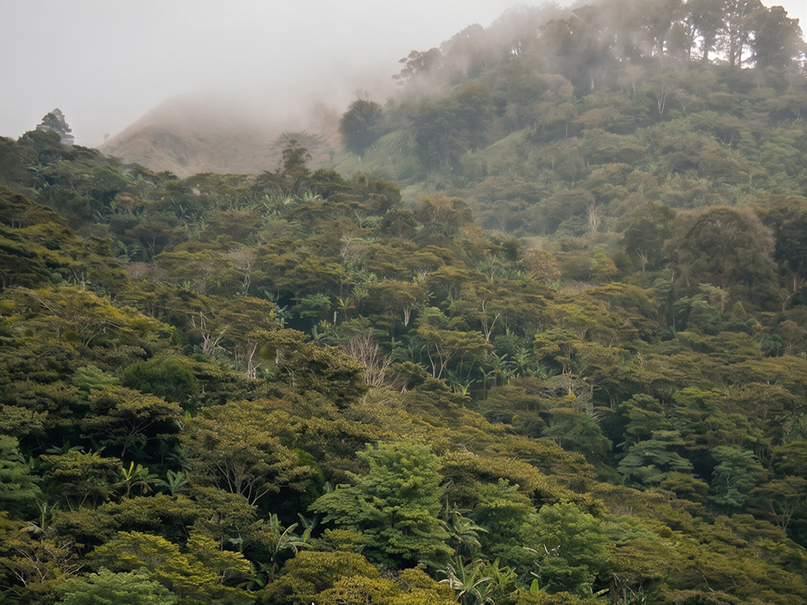 Bosque cafetalero con biodiversidad protegida
