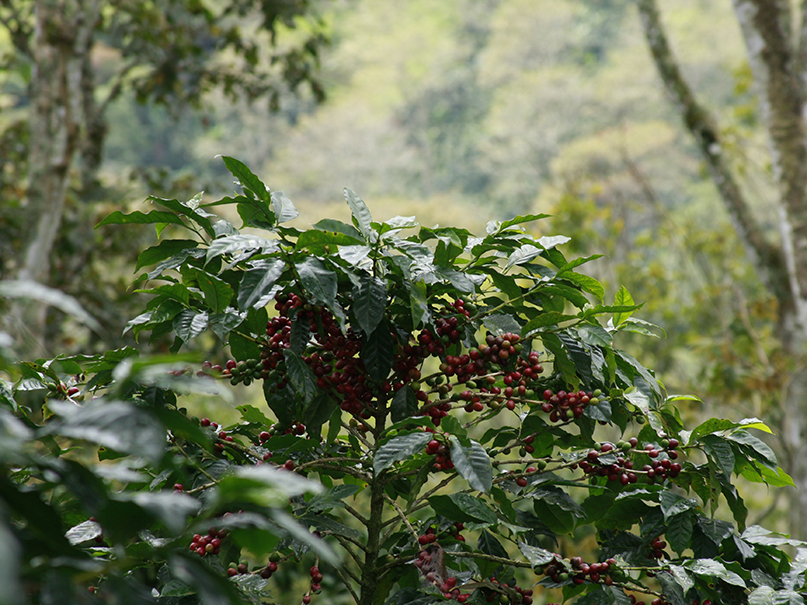 Bosque cafetalero bajo sombra