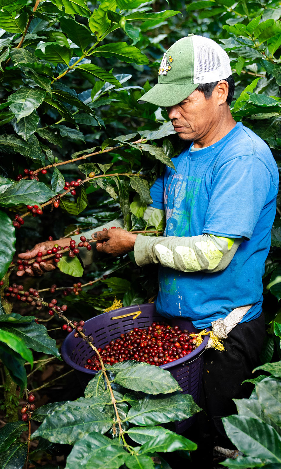 Cosechando café en una finca de montaña