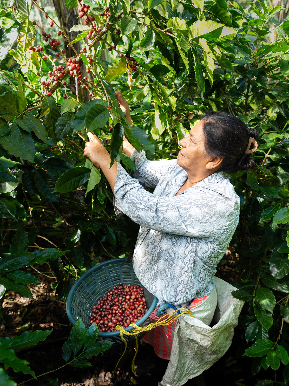 Mujer cooperativista cortando café en la plantación