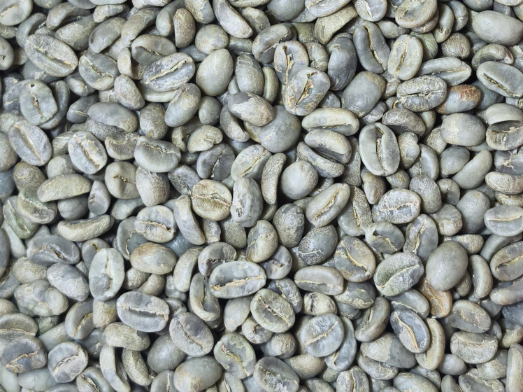 Granos de café verde de exportación