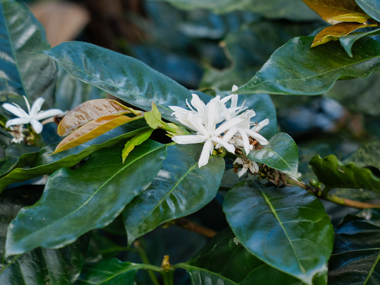 Cafetal bajo sombra con vegetación protegida